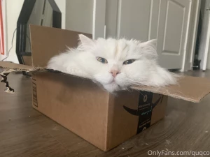Mochi in a box paws and cuddles part 2