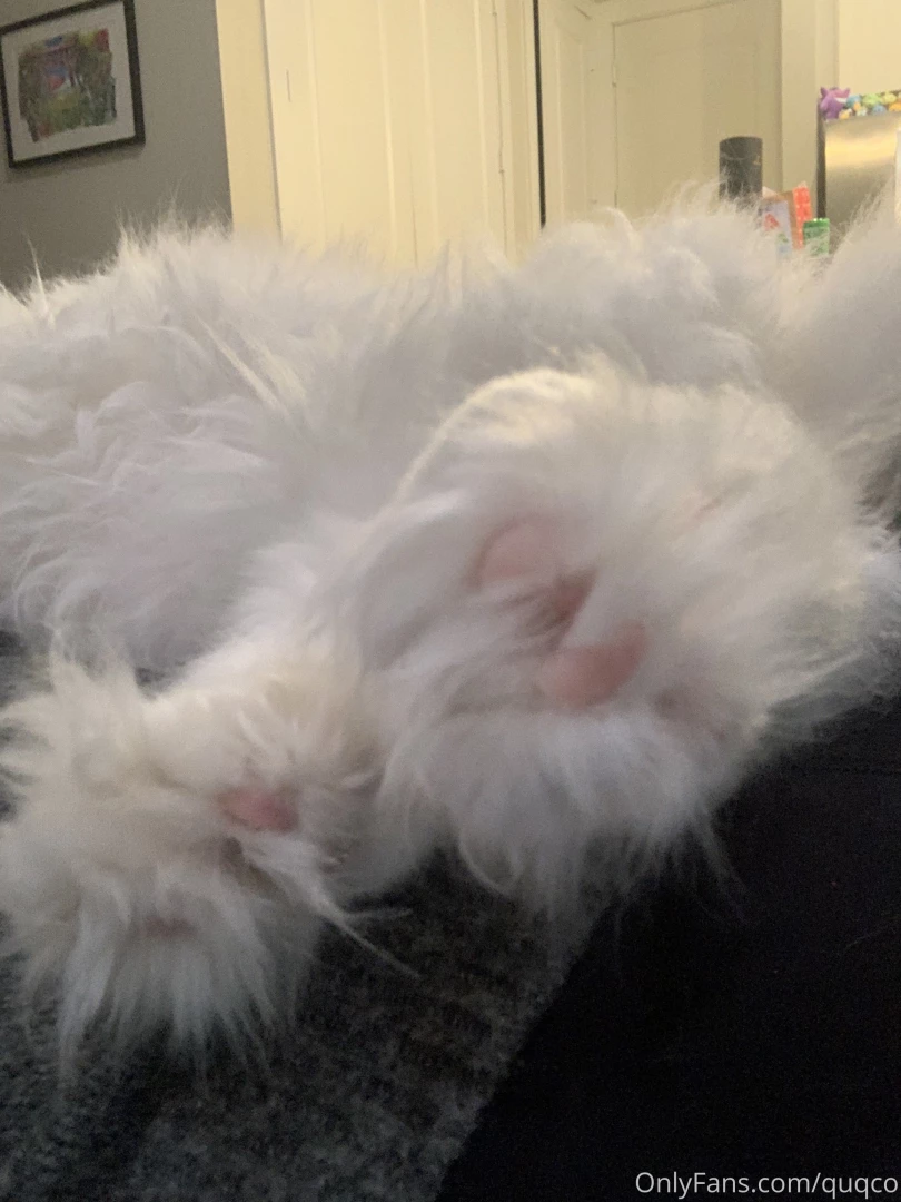 Mochi in a box paws and cuddles 