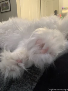 Mochi in a box paws and cuddles