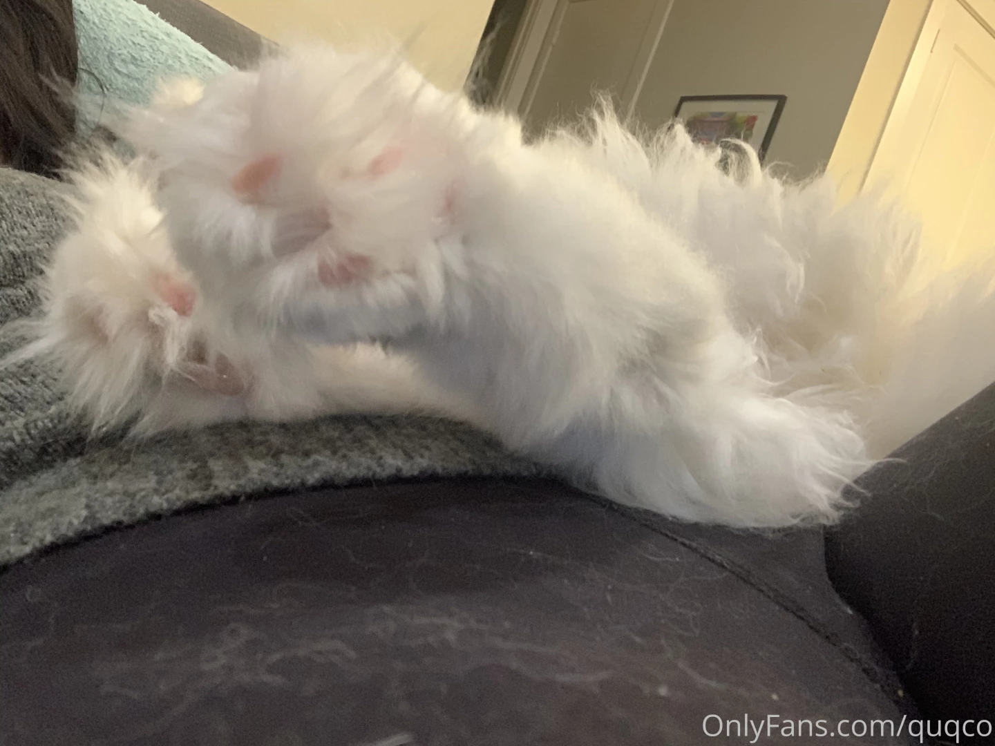 Mochi in a box paws and cuddles part 3 