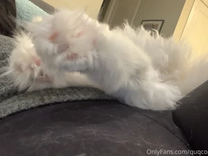 Mochi in a box paws and cuddles part 3