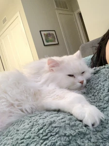 Mochi in a box paws and cuddles part 4