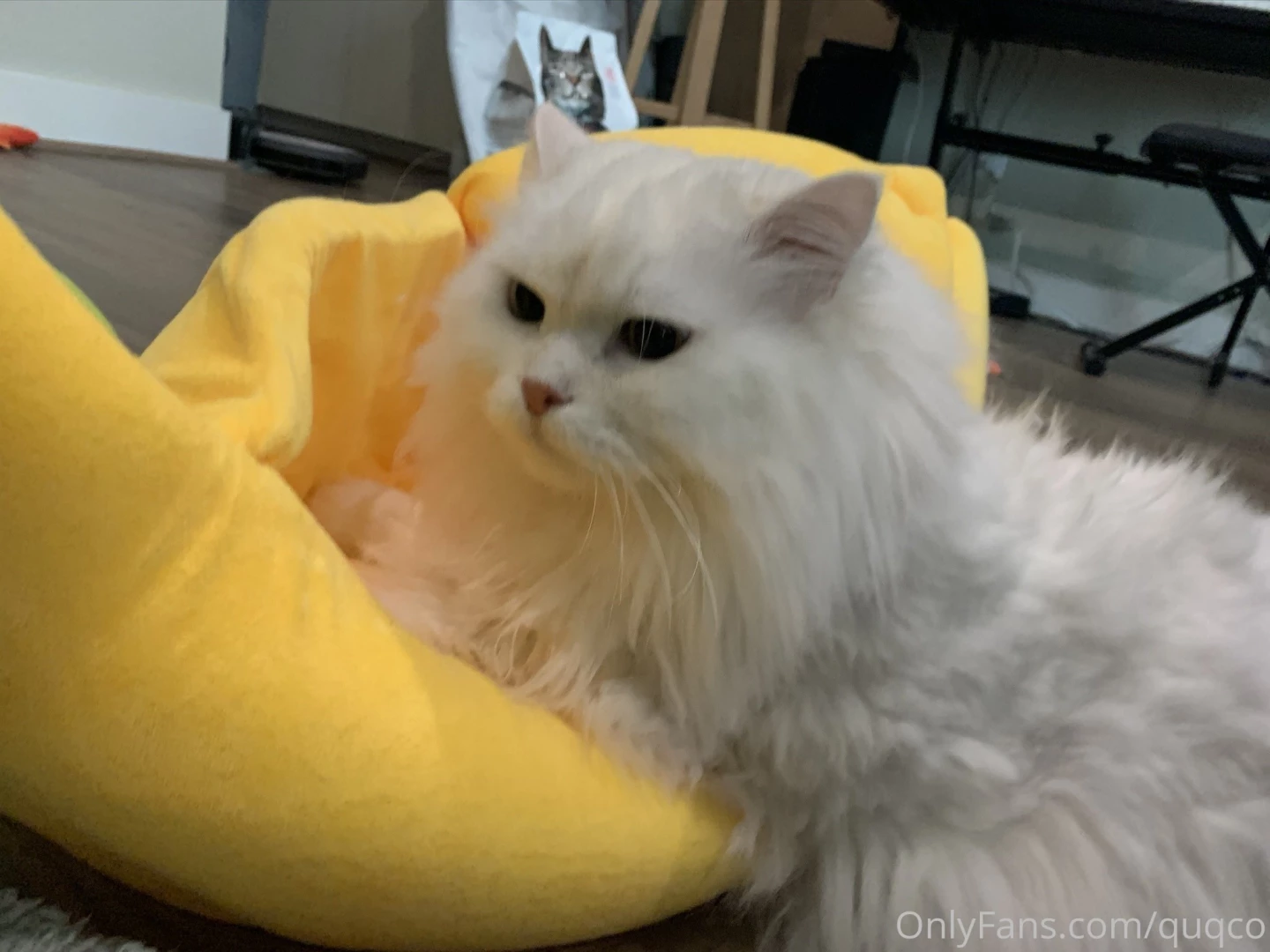 Premium banana part 2 