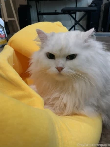 Premium banana part 1