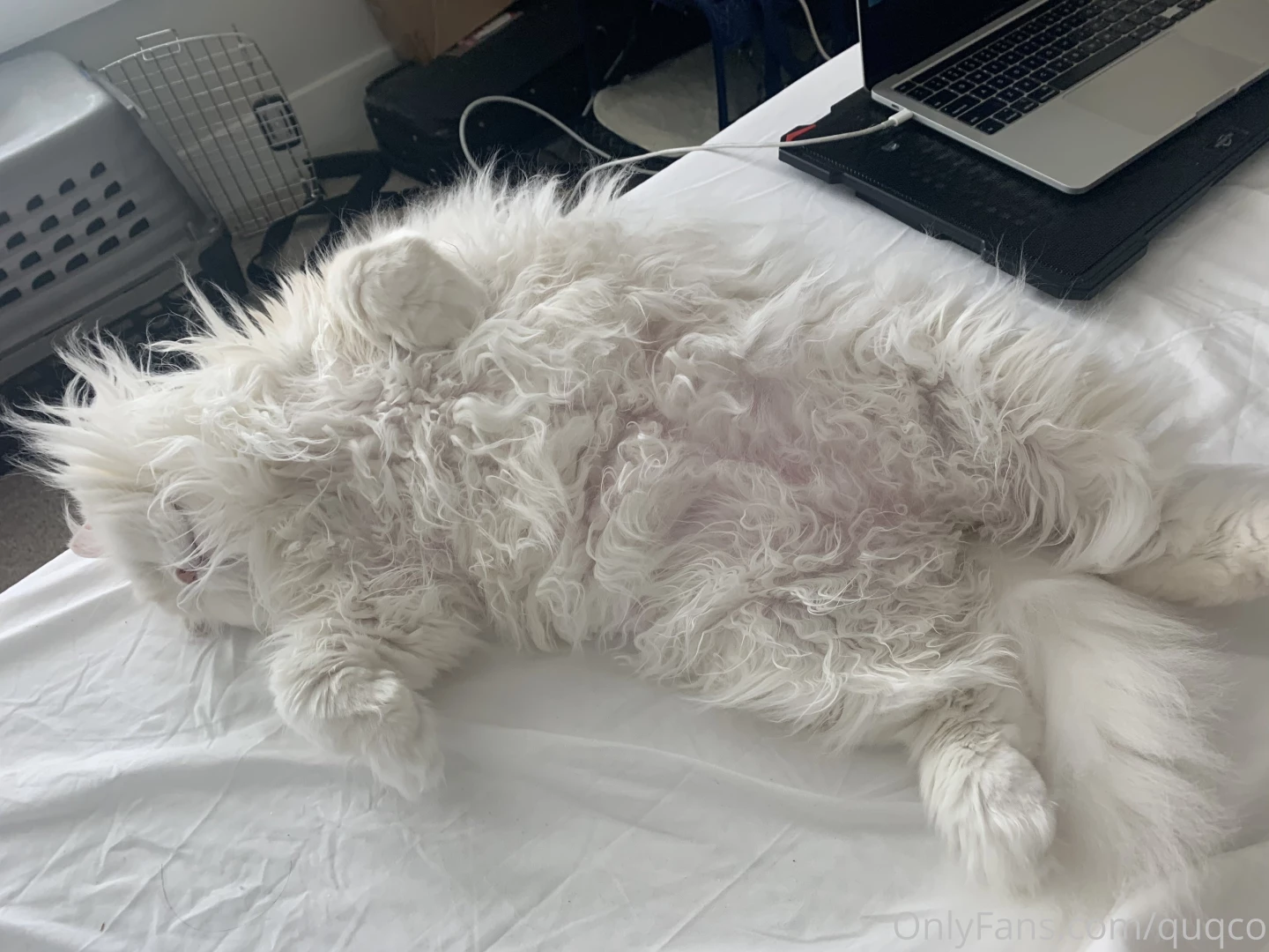 Floofy belly pictures part 2 