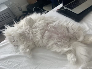 Floofy belly pictures part 2