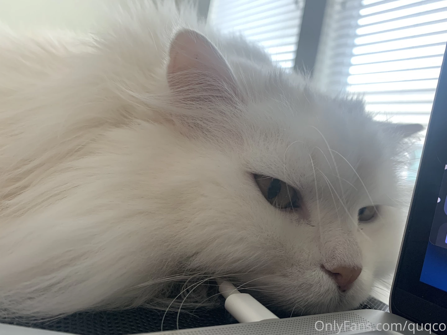 Floofy belly pictures 