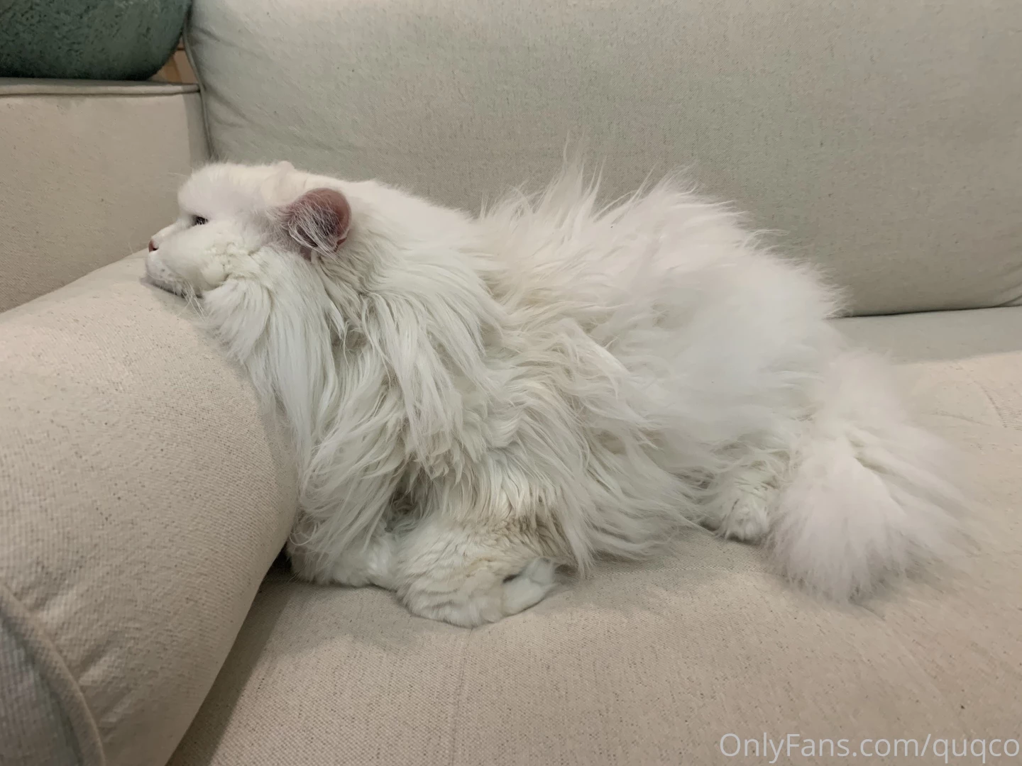 Premium chin rest part 1 