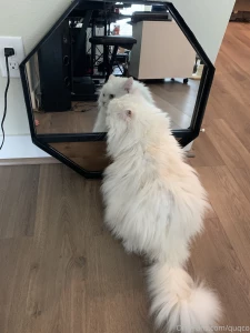 Mochi likes to look at himself in the mirror i haven t had the heart part 2