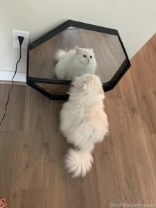 Mochi likes to look at himself in the mirror i haven t had the heart