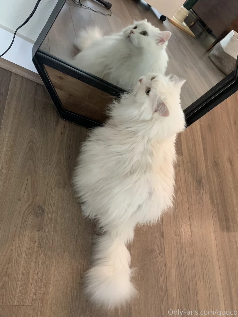 Mochi likes to look at himself in the mirror i haven t had the heart part 5 