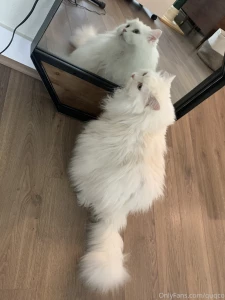 Mochi likes to look at himself in the mirror i haven t had the heart part 5