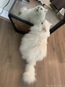 Mochi likes to look at himself in the mirror i haven t had the heart part 1