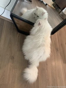 Mochi likes to look at himself in the mirror i haven t had the heart part 3