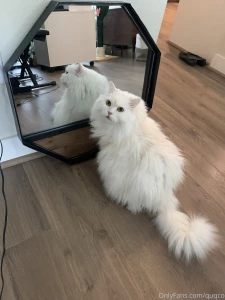 Mochi likes to look at himself in the mirror i haven t had the heart part 4