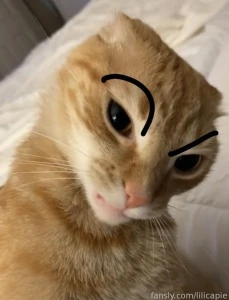 Chat honestly i m just a cat with o_o face cute egirl teen kawaii cat