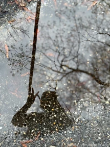 A walk through nature can be so therapeutic