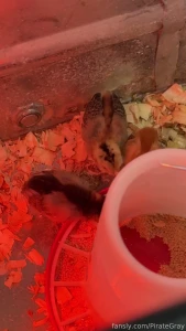 The only thing stopping me from having a full blown farm is the