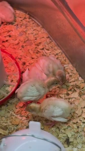 The only thing stopping me from having a full blown farm is the part 1