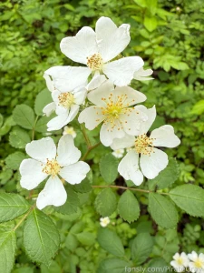 Nature is so darn gorgeous i have to stop and take pictures of all the part 8