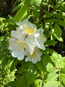 Nature is so darn gorgeous i have to stop and take pictures of all the part 6