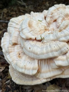 Nature is so darn gorgeous i have to stop and take pictures of all the