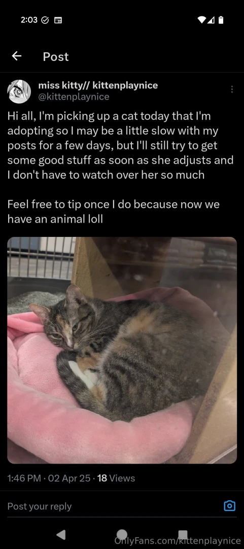 Kitty update 