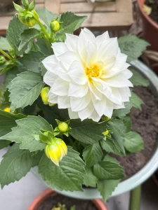 My two tomato plants are doing well one is my height the black moon part 1