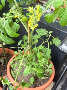 My two tomato plants are doing well one is my height the black moon