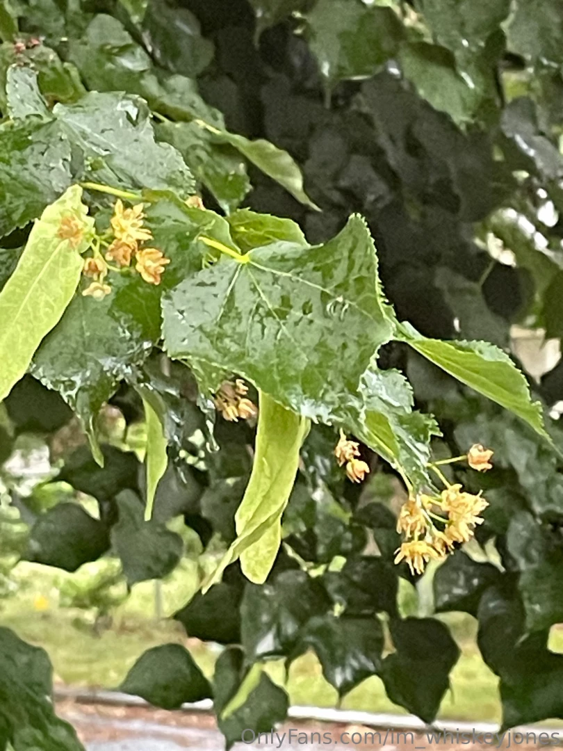 Love from the linden trees 
