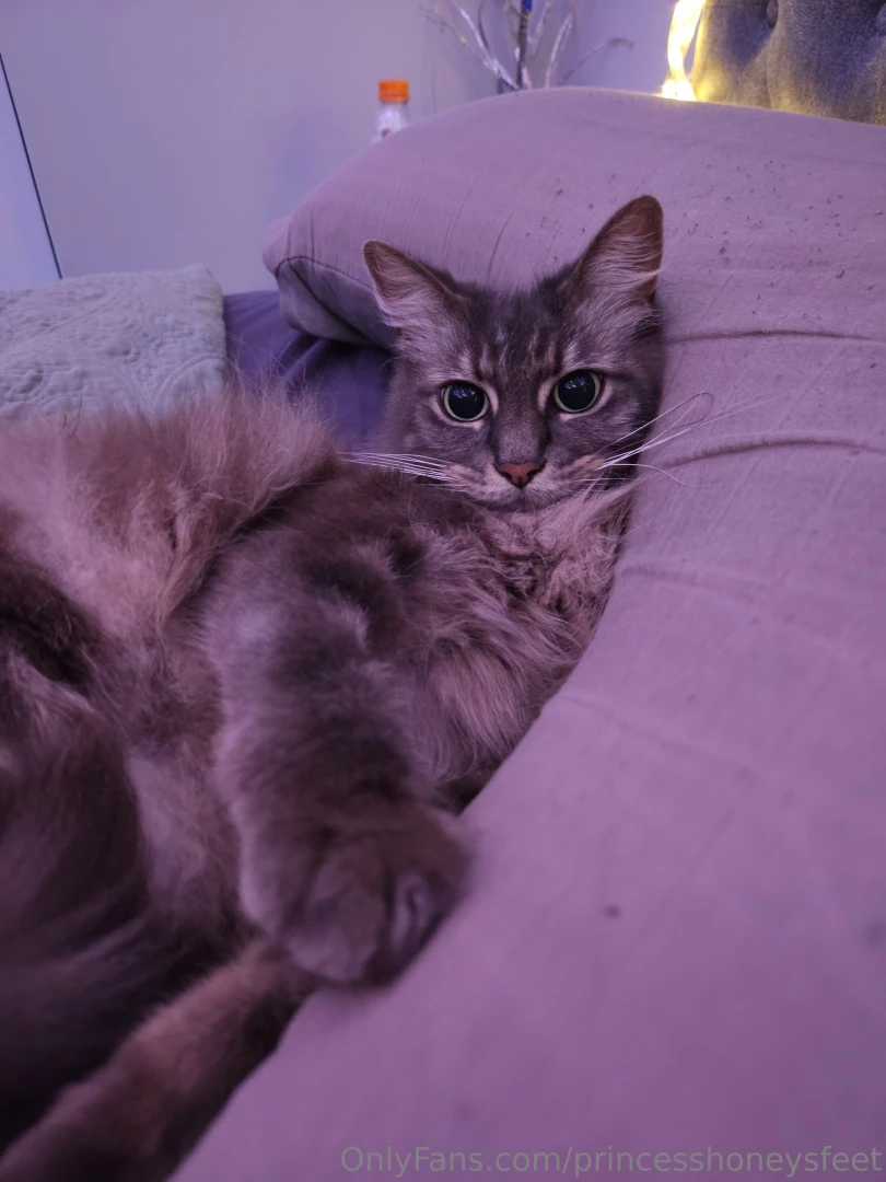 I really hate doing this but my poor angel misty is sick again she has part 1 