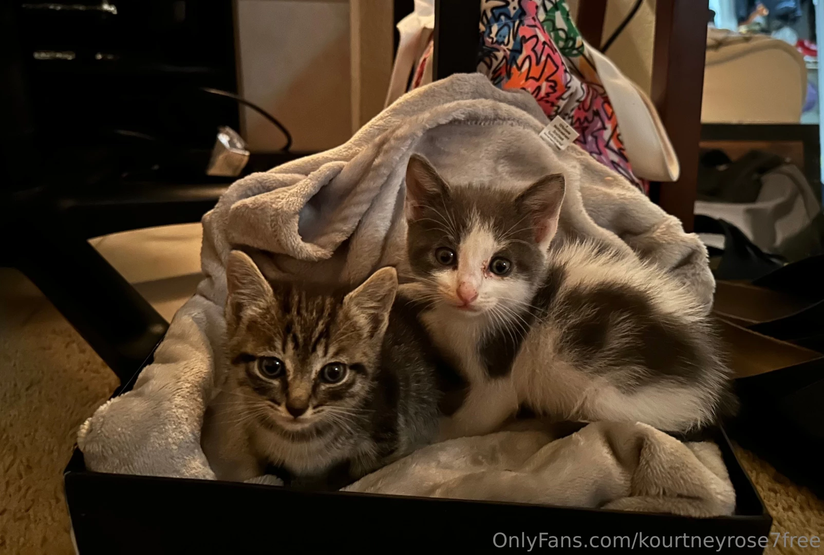 Rescued two tiny kittens from a neglectful home if you re feeling 