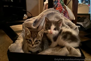 Rescued two tiny kittens from a neglectful home if you re feeling