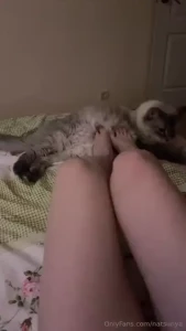 Well my kitty s lying at my feet again and won t let me scratch her