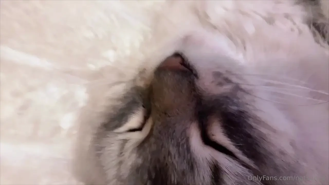 My fluffballs are singing for me nyaa-nyan 
