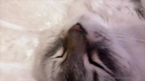 My fluffballs are singing for me nyaa-nyan