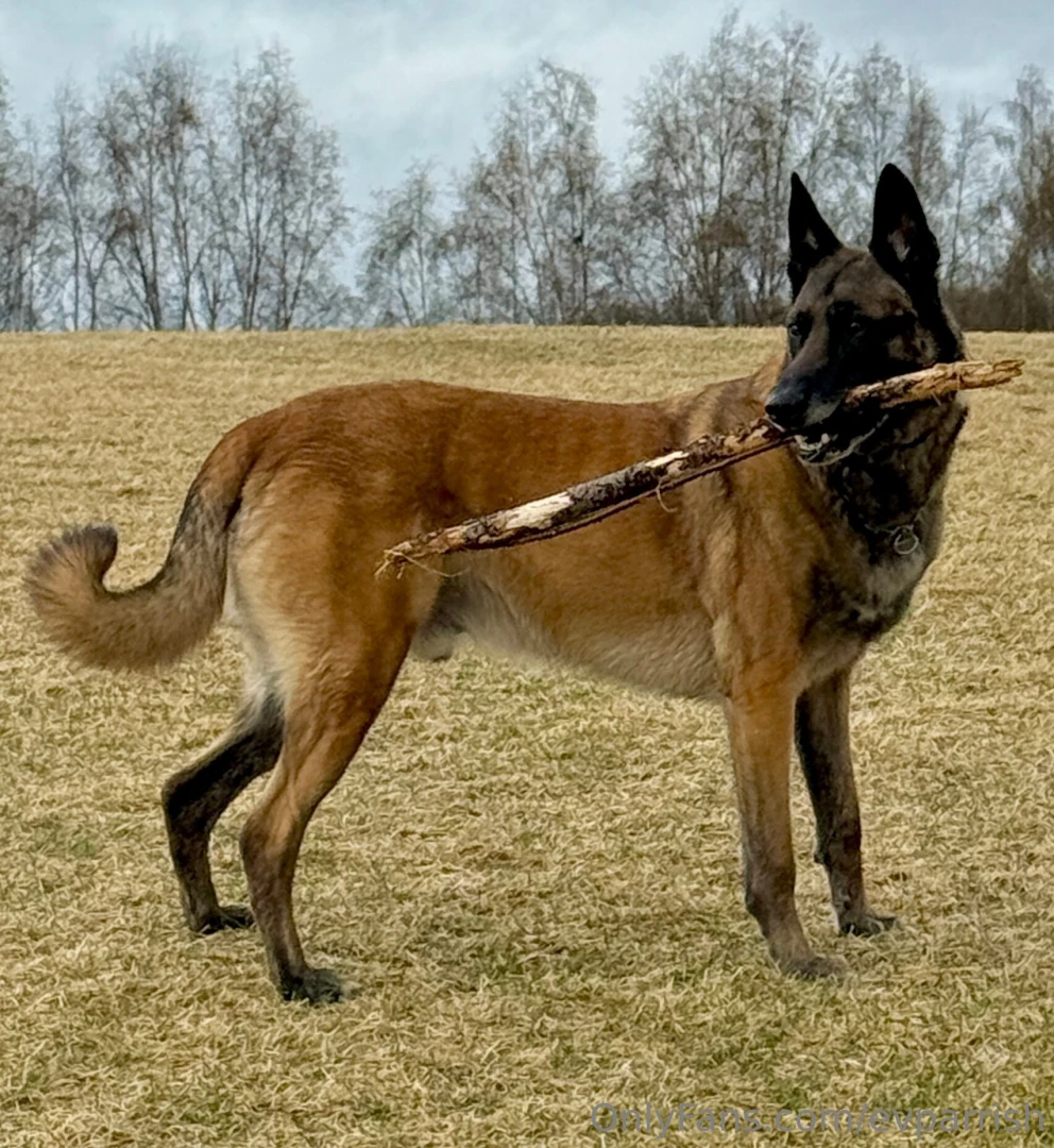 I told my boy to go find a stick 