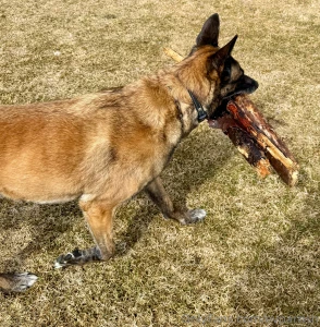 I told my boy to go find a stick part 1