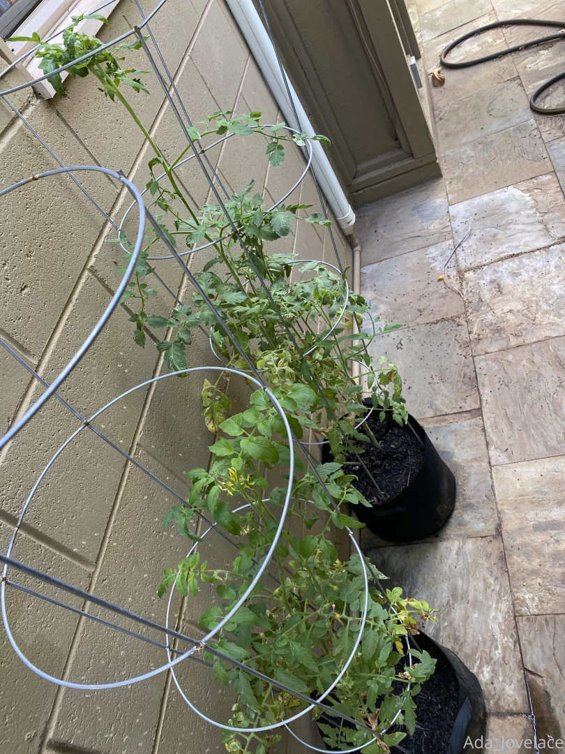 Just woke up wooo i m tired o an those are my tomatoes yayy they are part 2 