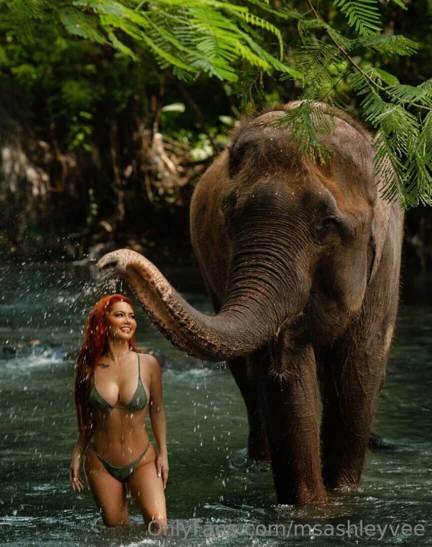 I like my things like the elephant in the back giant 