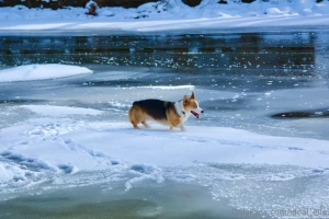 Added some bonus dog pictures because he s too cute you re welcome part 1