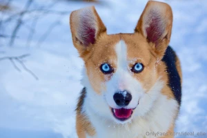 Added some bonus dog pictures because he s too cute you re welcome part 2