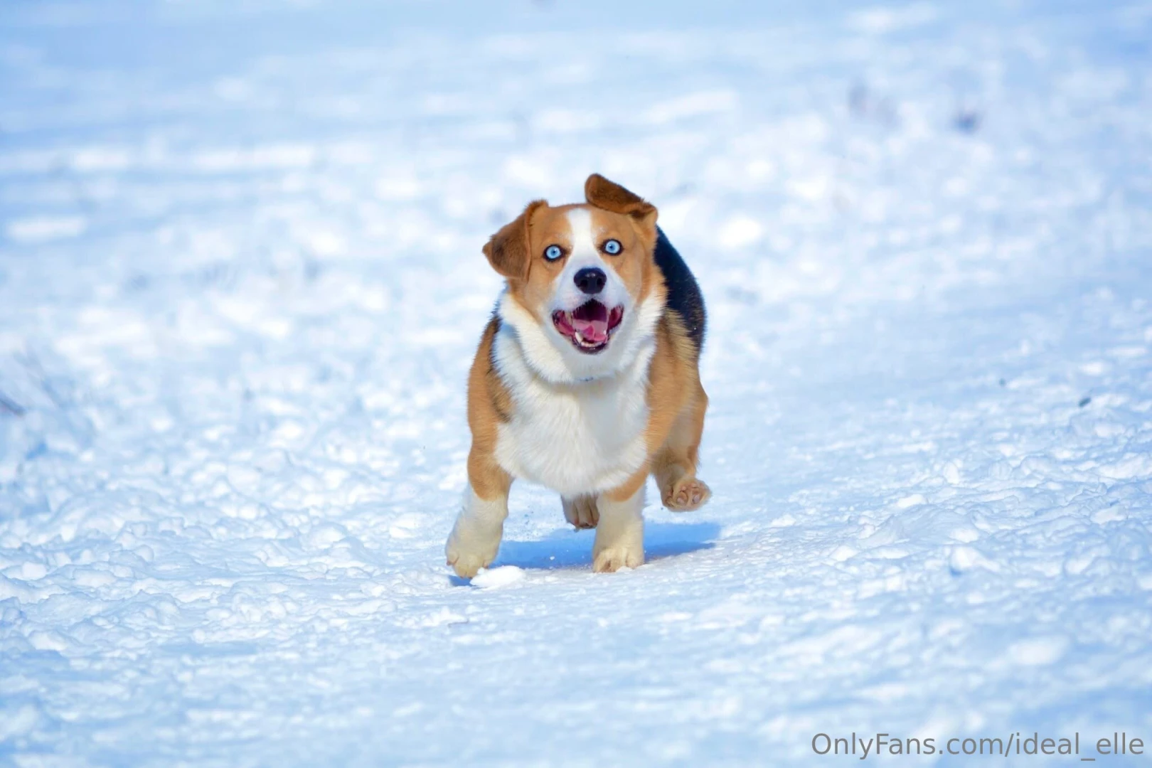 Added some bonus dog pictures because he s too cute you re welcome 