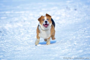 Added some bonus dog pictures because he s too cute you re welcome