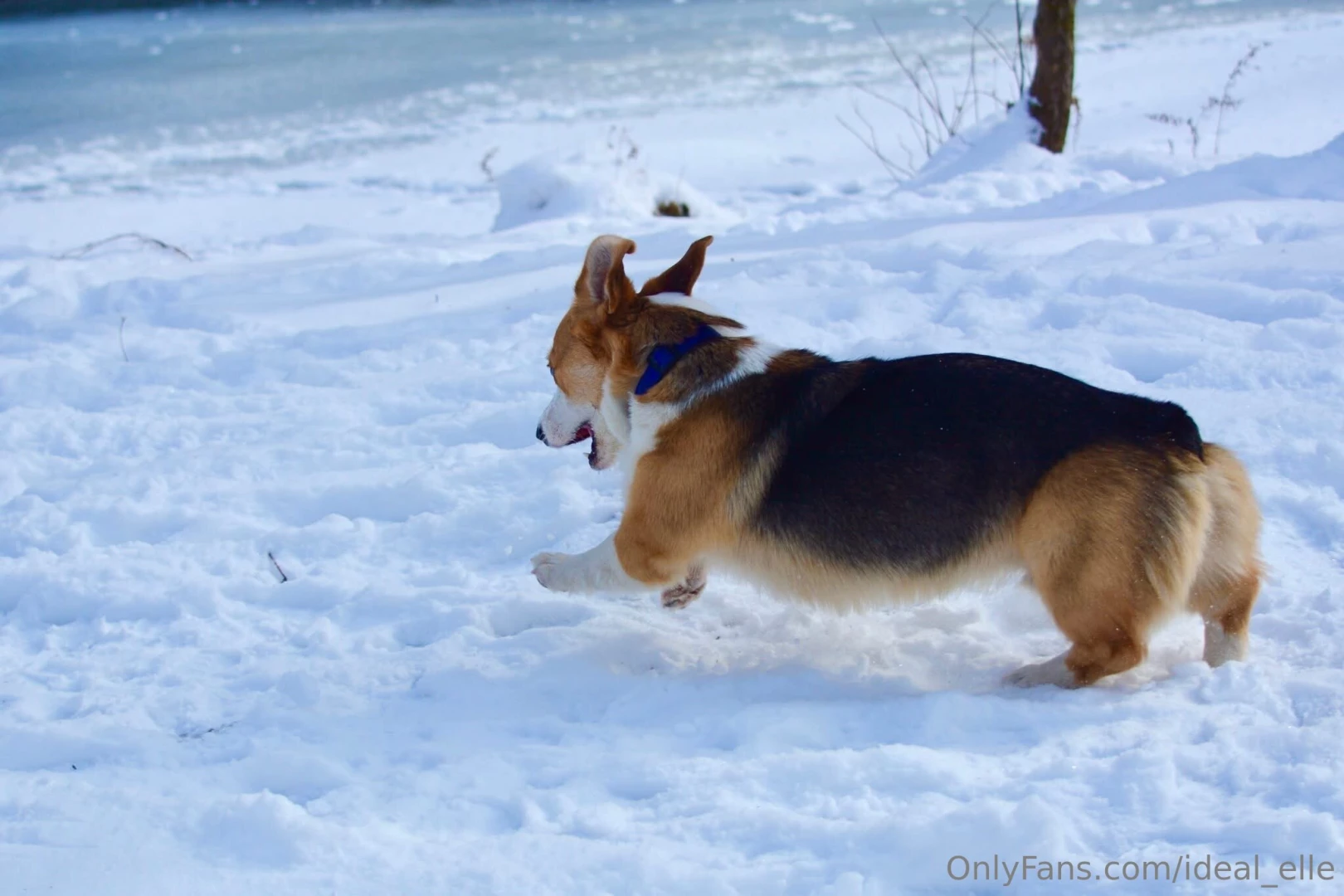 Added some bonus dog pictures because he s too cute you re welcome part 4 