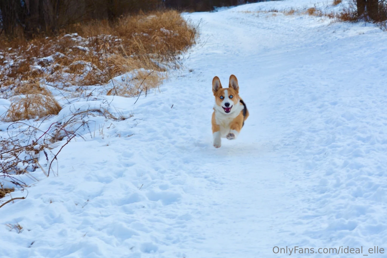 Added some bonus dog pictures because he s too cute you re welcome part 5 