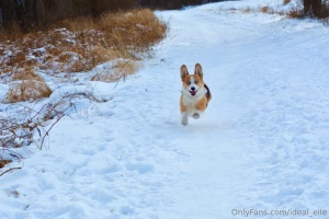 Added some bonus dog pictures because he s too cute you re welcome part 5