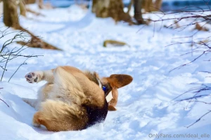 Added some bonus dog pictures because he s too cute you re welcome part 3