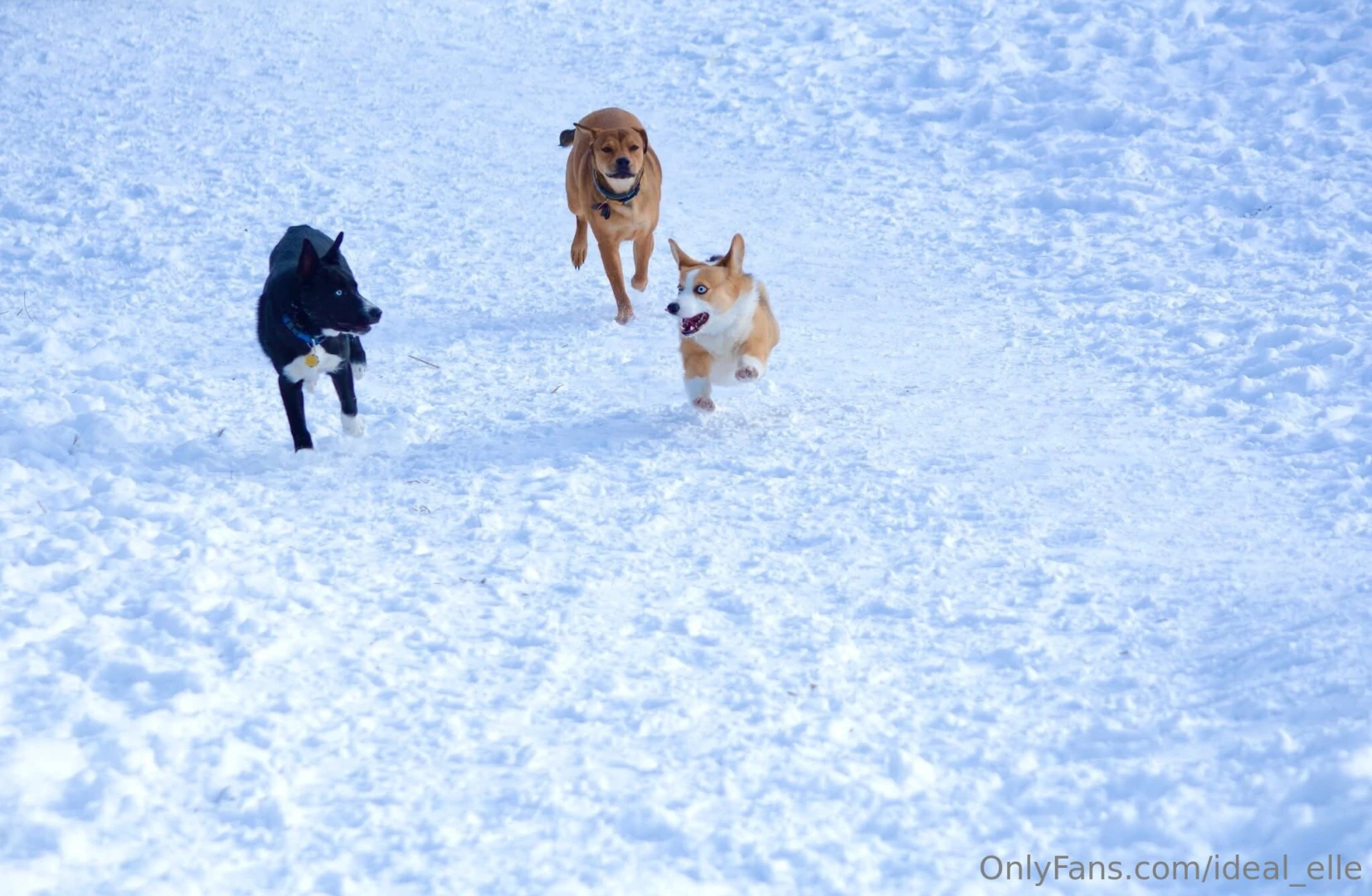 Added some bonus dog pictures because he s too cute you re welcome part 6 