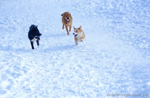 Added some bonus dog pictures because he s too cute you re welcome part 6